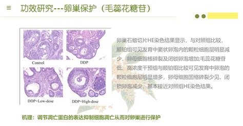 驅趕暗影 桂花粉功效